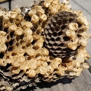 Bald Faced Hornet Nest Inside Section Paper Wasp Bee Nature Decor Science 9x7